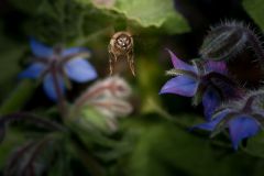Bienen_-10
