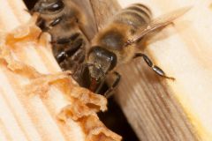 Bienen_-6