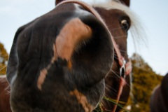 8_Pferde-8