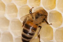 Bienen_-4