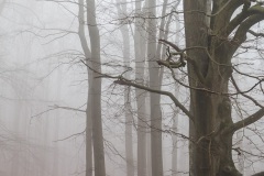 Nebel im Wald