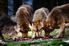 Wildpark_-19